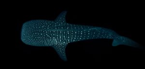 underwater photography 3