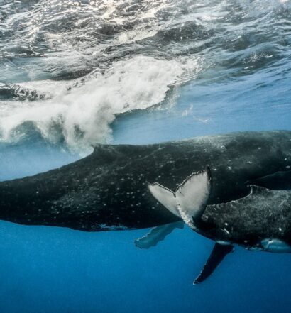 underwater photography