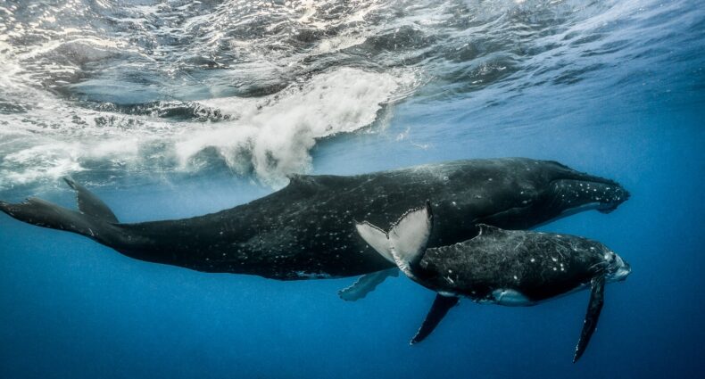 underwater photography