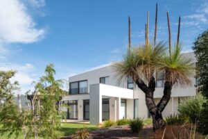 Mature Grass Trees
