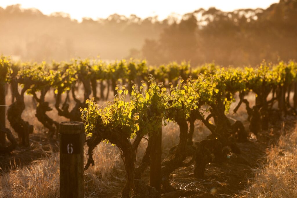 premium Australian wines