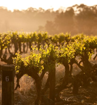 premium Australian wines