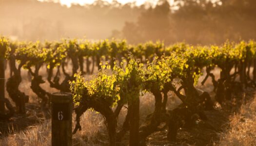 Great Wines to Cellar – Nick Haselgrove Wines