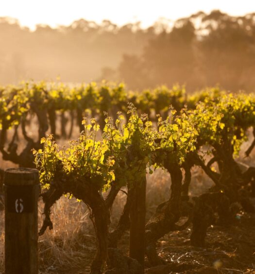 premium Australian wines