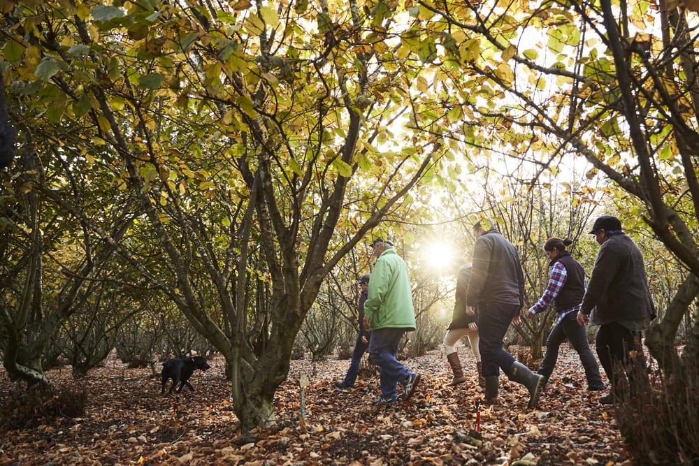 Black Truffle Supplier