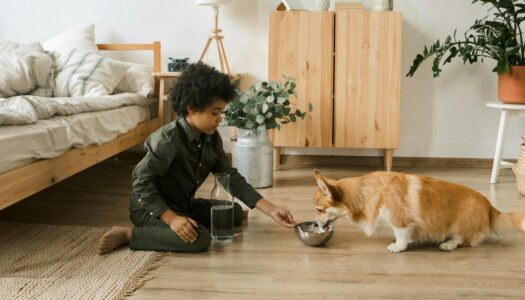 Building Your Dream Home? Don’t Forget to Design for Your Dog