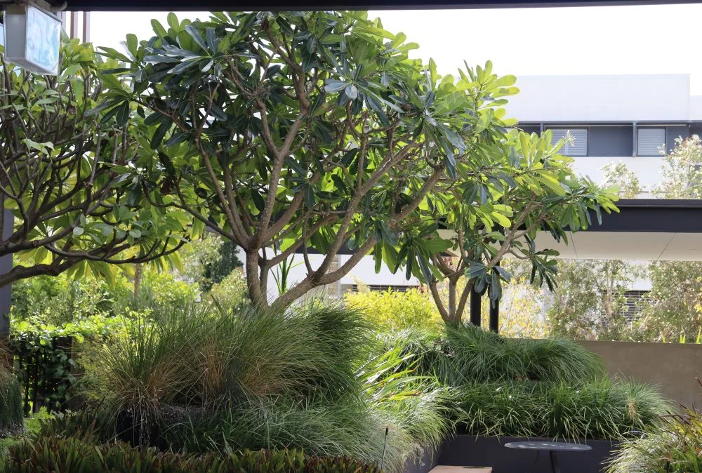 advanced trees Perth