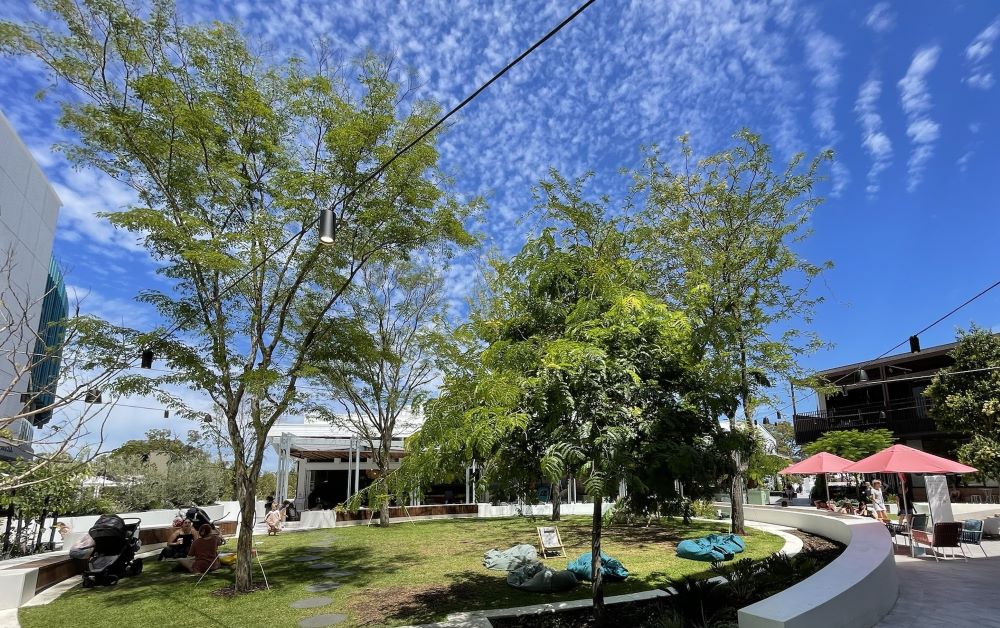 large trees for landscaping