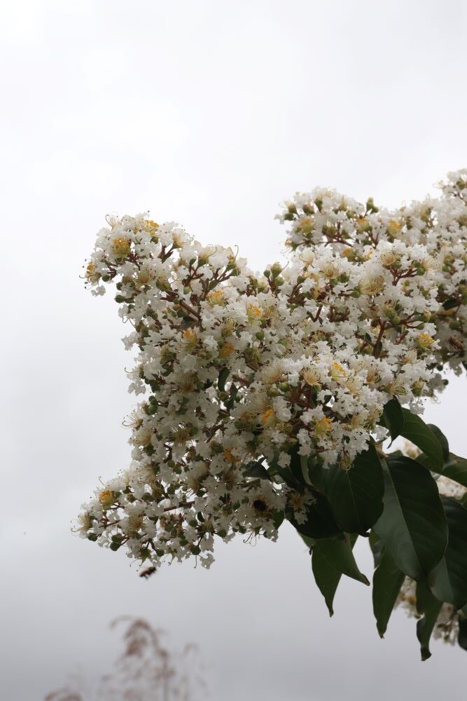 landscape architecture trees