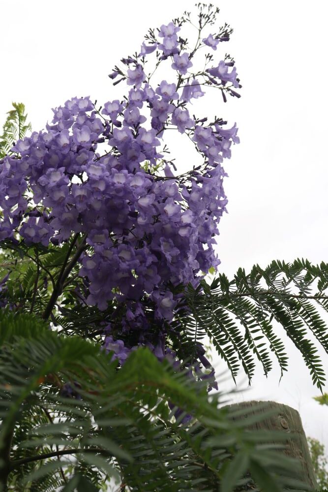 established garden trees