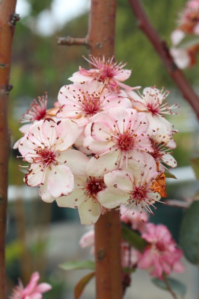 advanced growth trees