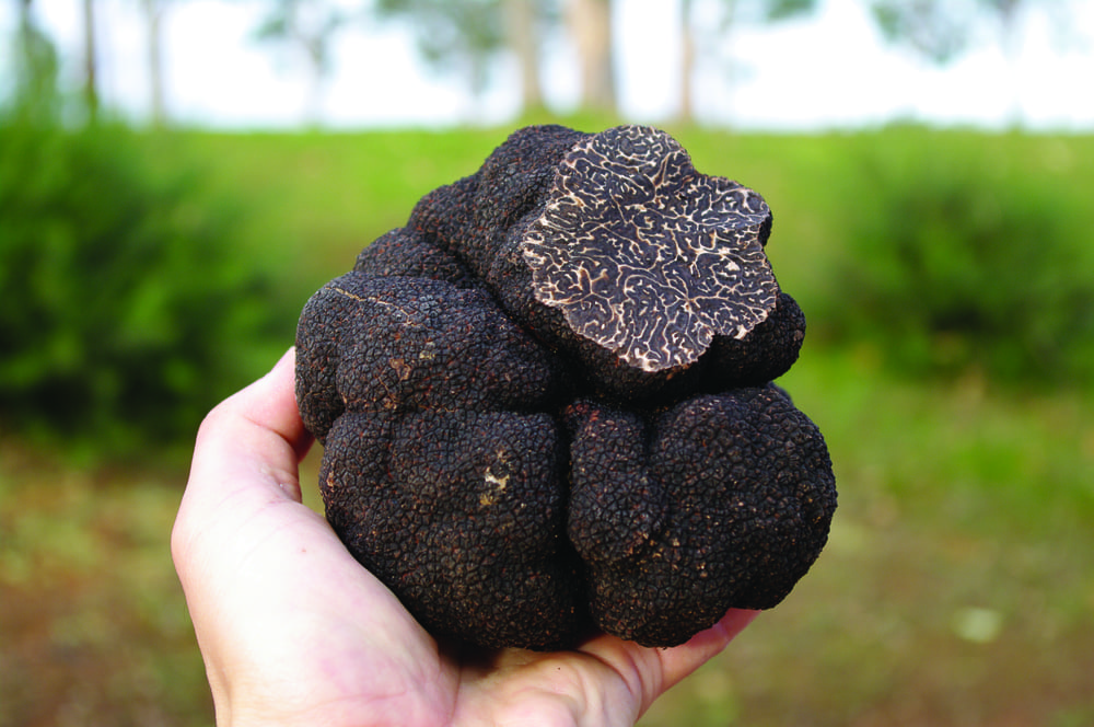Truffle Hill Truffles