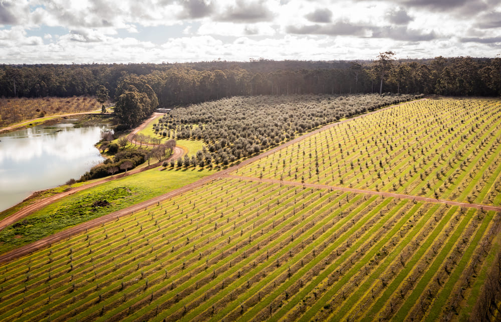 Truffle Orchards Australia