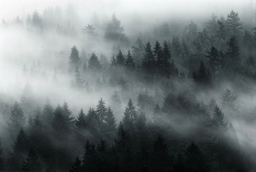 Misty conifer forest in Germany’s Black Forest, where Gaggenau’s story began.